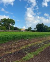 paradisefarms_4.jpg