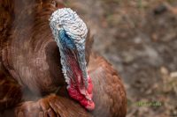 trailbale-farm-tour-may-2016-temple-terrace-tampa-florida-photography-5.jpg