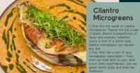 stpetemicrogreens_8.jpg