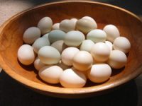 7089320.jpg