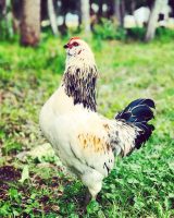 fatbeetfarm_13.jpg