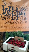 wildhare_farm_logo.jpg