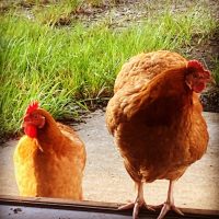 blumenberryfarms_6.jpg