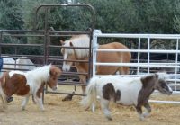 Horses.jpg