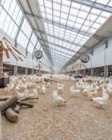 kipsterfarm_2.jpg