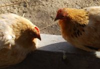 Pair-of-Hens.jpg