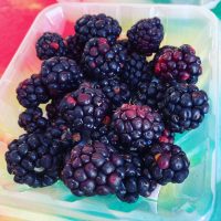 blumenberryfarms_9.jpg