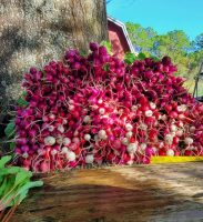 blumenberryfarms_3.jpg