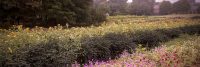 field.jpg