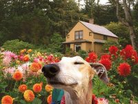 farmdog3.jpg