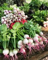 blumenberryfarms_2.jpg
