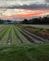 blumenberryfarms_4.jpg