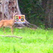1004035_10151756085893755_1287640562_n.jpg