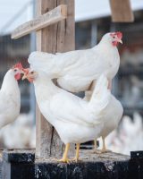 kipsterfarm_3.jpg