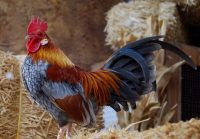 Proud-Rooster-3.jpg