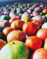 blumenberryfarms_8.jpg
