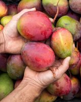 paradisefarms_5.jpg