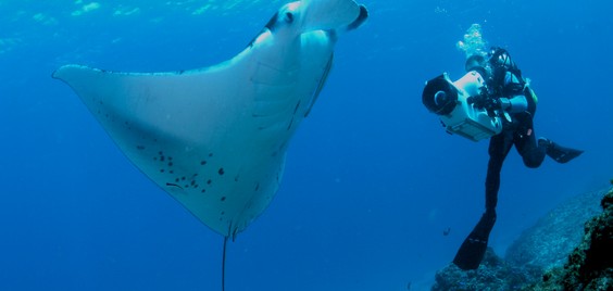 Blue Ocean Film Festival 