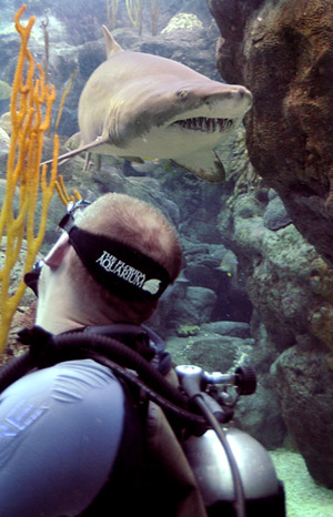  'Shark Week' Coming to the Florida Aquarium