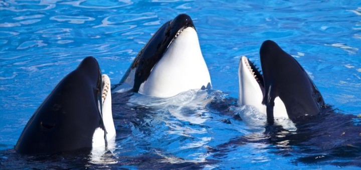 SeaWorld ends captive breeding