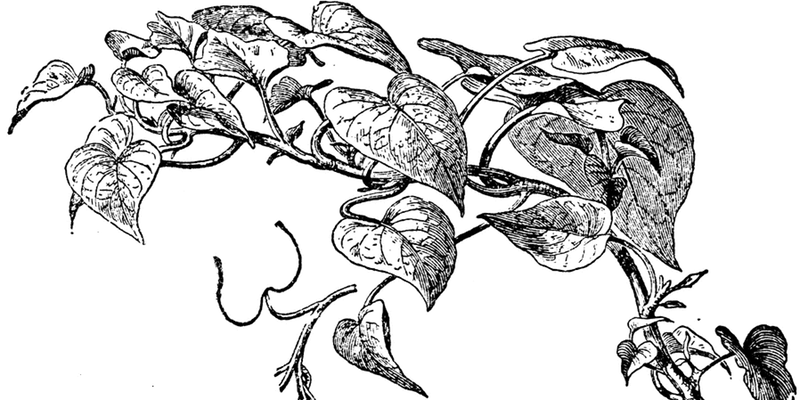 Starting your Autumn Organic Garden
