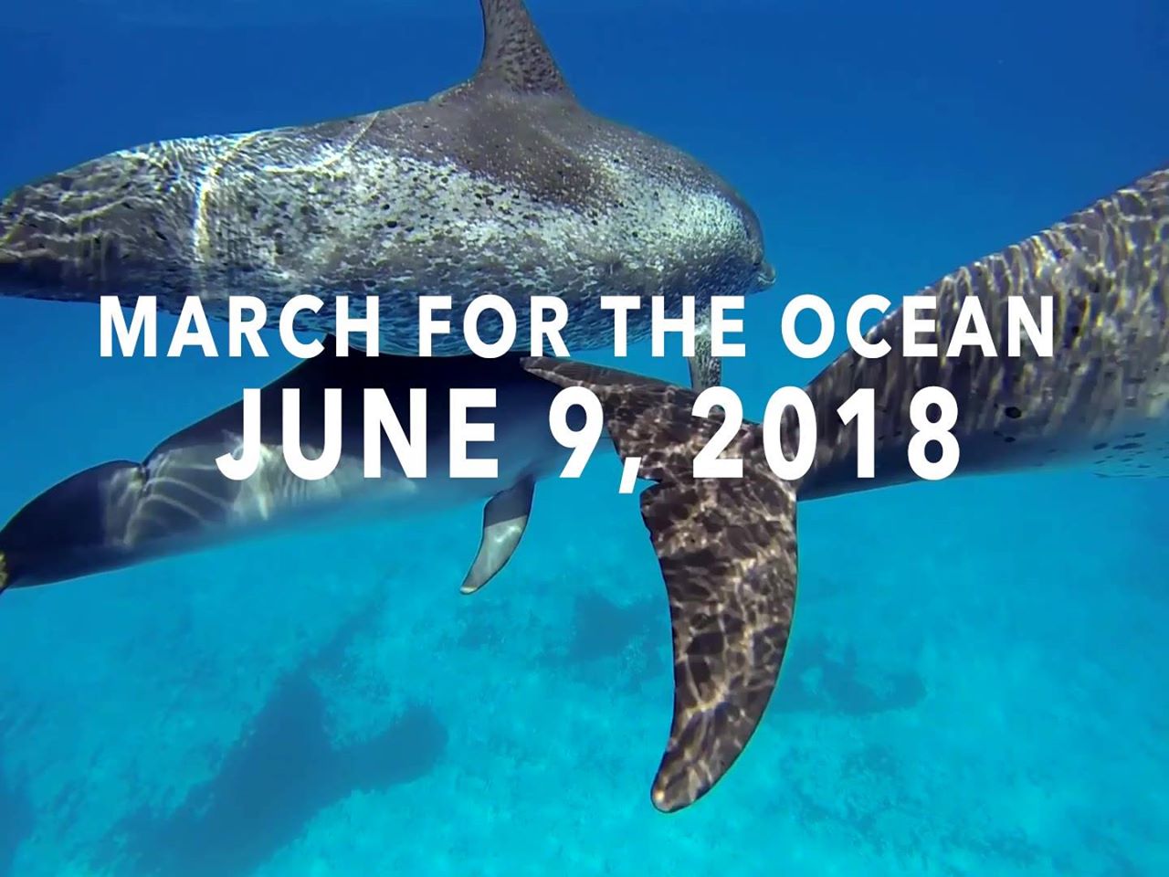 March for the Ocean Washington