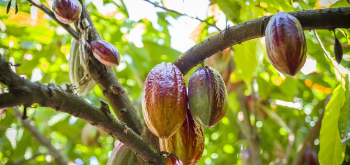 cacao pods hanging on a cacao tree